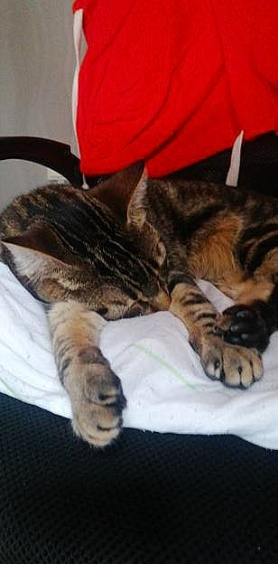 Taotie a rejoint le concours — aidez-le/la à gagner de superbes lots ! bed, carnivore, cat, claw, comfort, domestic_short_haired_cat, ear, felidae, fur, human_leg, lap, nap, paw, sitting, sleep, small_to_medium_sized_cats, snout, tail, textile, whiskers