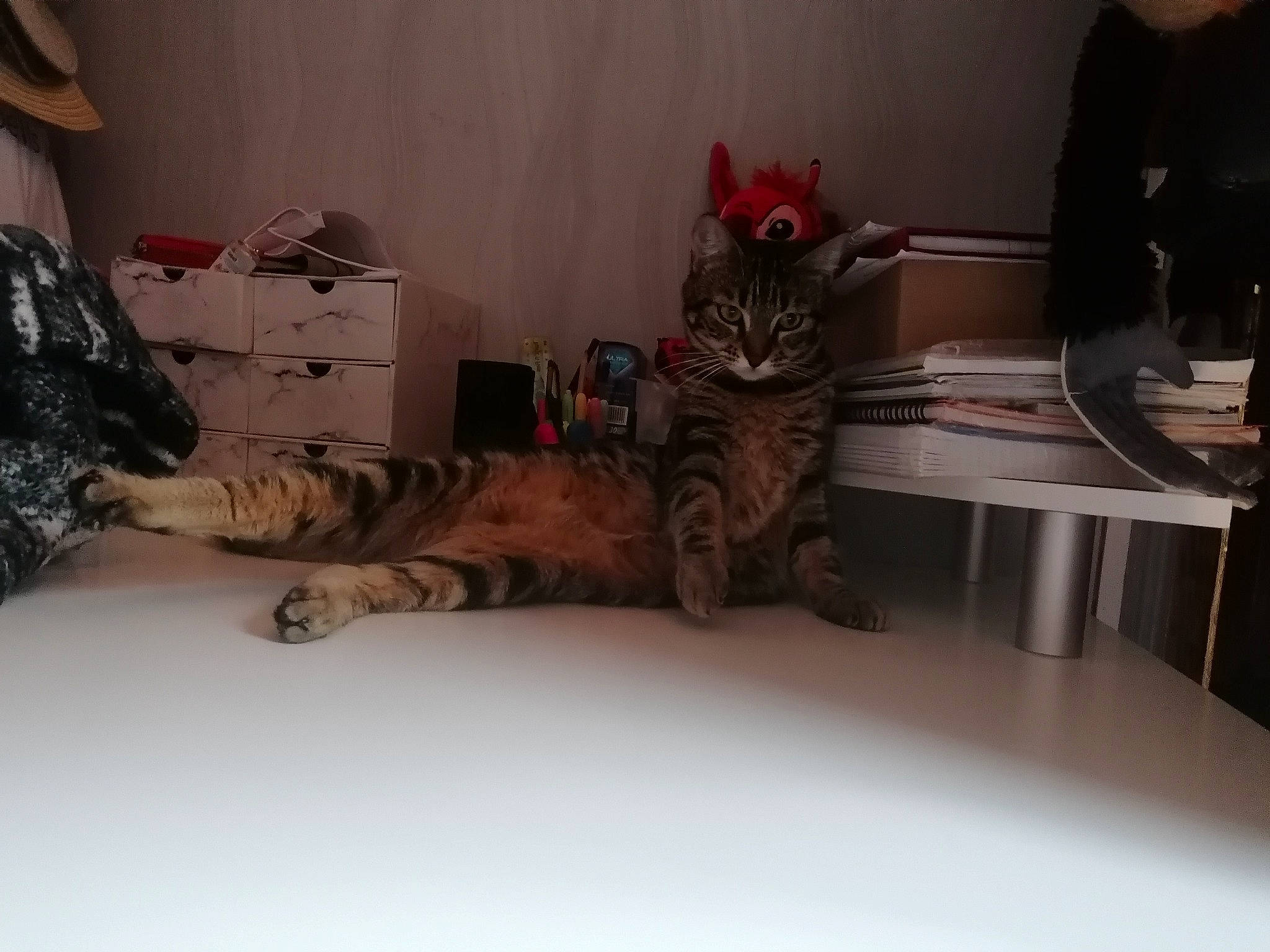 Taotie a rejoint le concours — aidez-le/la à gagner de superbes lots ! bed, carmine, carnivore, cat, comfort, domestic_short_haired_cat, felidae, floor, flooring, fur, grey, human_leg, linens, military_camouflage, paw, sitting, small_to_medium_sized_cats, tail, vertebrate, whiskers