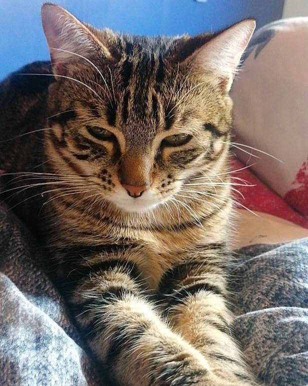 Taotie participe au concours pour gagner de l'argent avec cette photo : carnivore, cat, claw, close_up, comfort, domestic_short_haired_cat, eye, felidae, foot, fur, iris, paw, sitting, sky, small_to_medium_sized_cats, snout, tail, terrestrial_animal, whiskers, wildlife