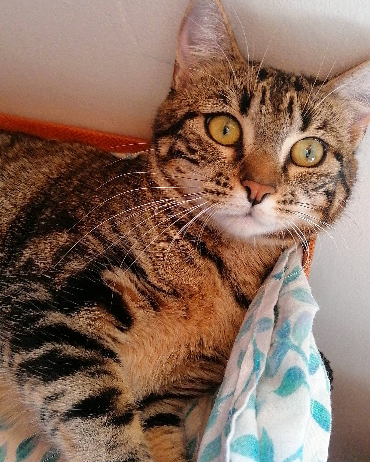 Taotie participe au concours pour gagner de l'argent avec cette photo : carnivore, cat, domestic_short_haired_cat, eye, felidae, fur, head, mammal, small_to_medium_sized_cats, snout, terrestrial_animal, whiskers, wildlife