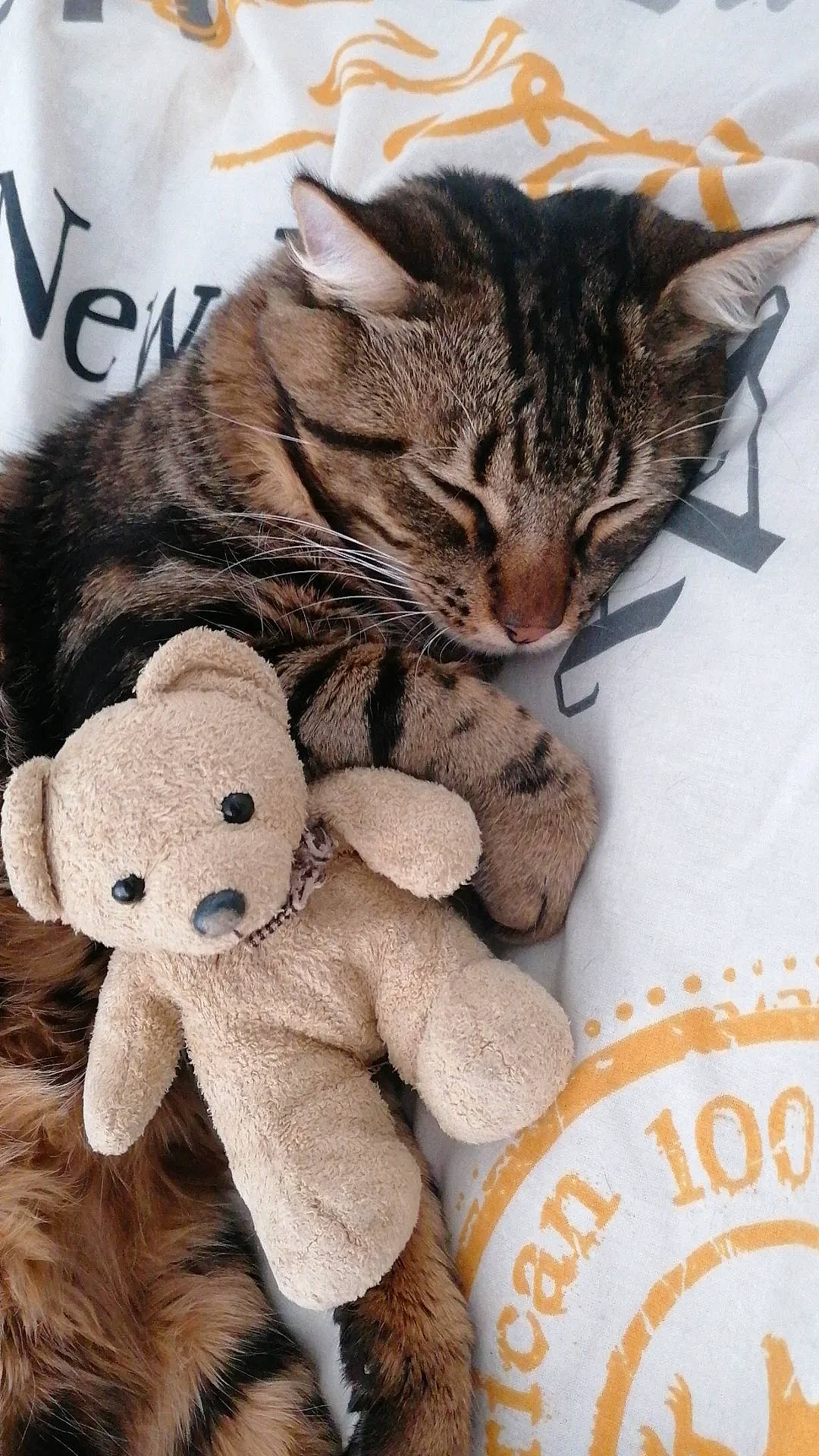 Aimi participe au concours pour gagner de l'argent avec cette photo : brown, carnivore, cat, claw, domestic_short_haired_cat, fawn, felidae, font, fur, mammal, paw, plush, small_to_medium_sized_cats, snout, stuffed_toy, teddy_bear, textile, toy, vertebrate, whiskers