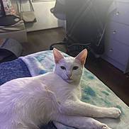 Moonshine is registered to the contest to win money with this photo: cat, white_cat, pet, animal, feline, lying_down, relaxed, bedroom, blanket, bed, indoor, home, sunlight, sunbeam, portrait, close_up, ears, whiskers, paws, stretching