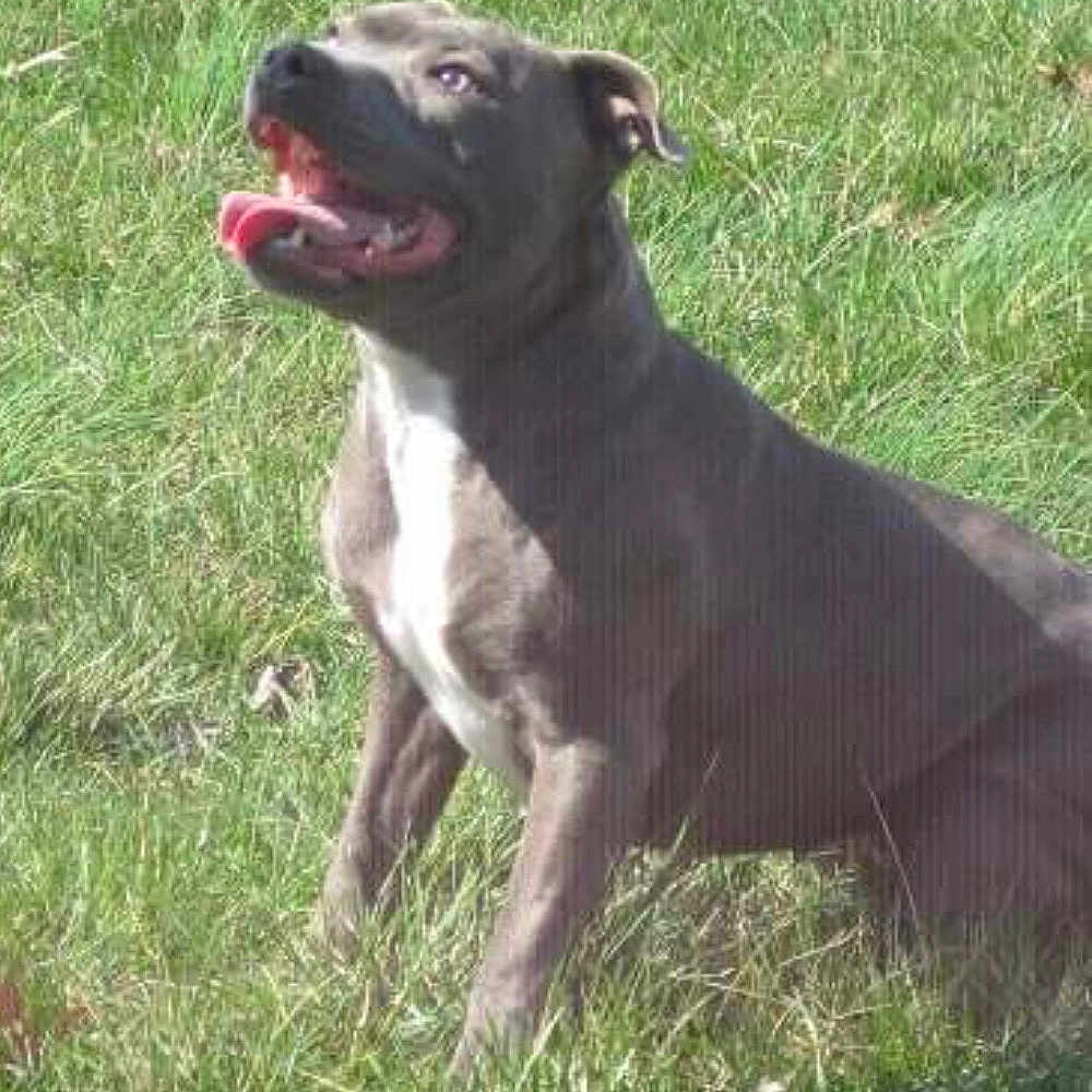 Ruby is registered to the contest to win money with this photo: animal, bostonbull, boxer, bulldog, canine, dog, frenchbulldog, halter, labradorretriever, pet, pitbull, puppy, snout