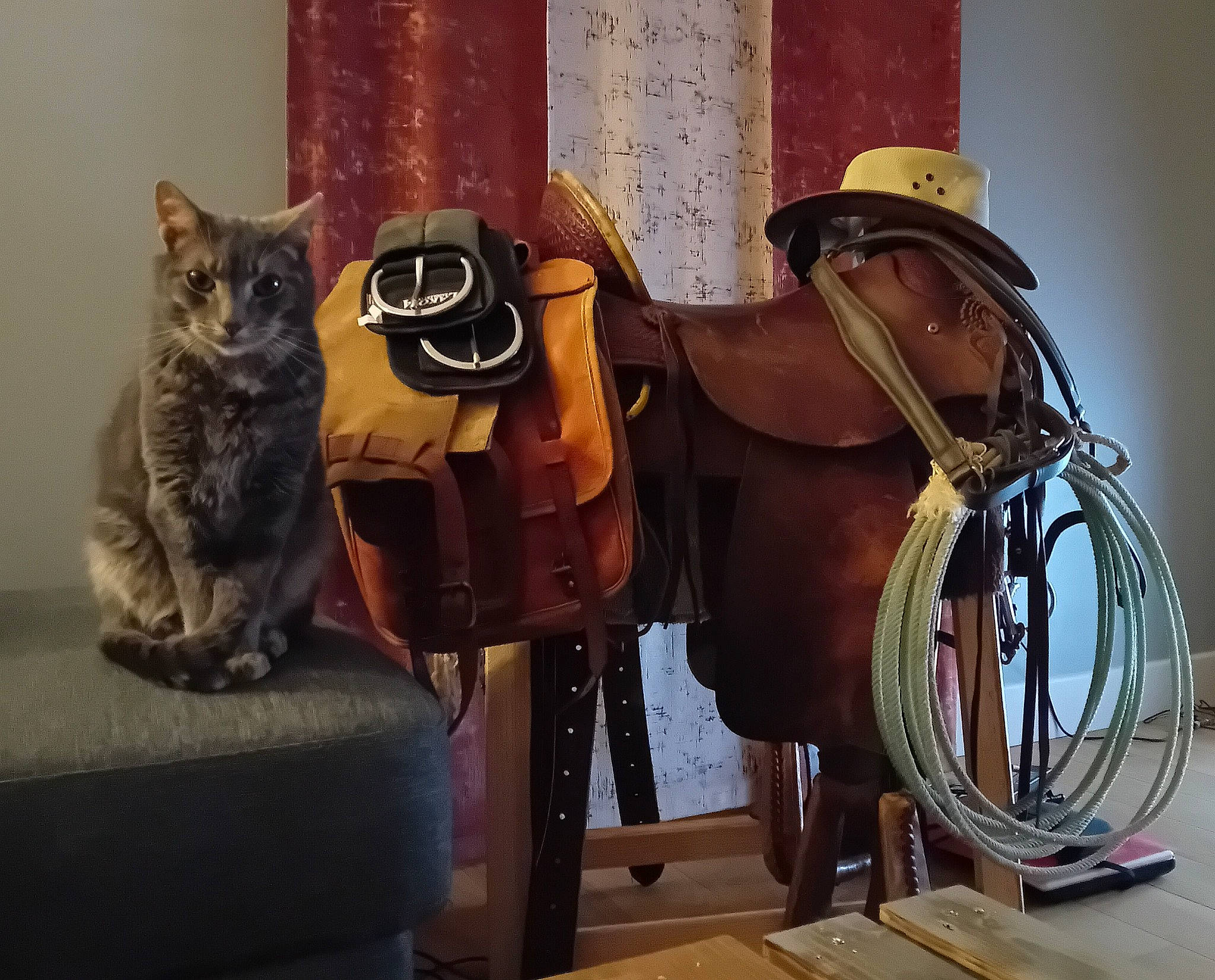 Ninja participe au concours pour gagner de l'argent avec cette photo : art, black_cat, carnivore, cat, domestic_short_haired_cat, drum, felidae, fur, hat, horse_tack, machine, metal, personal_protective_equipment, room, small_to_medium_sized_cats, tail, visual_arts, whiskers, window, wood