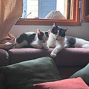 Moon Et Mia participe au concours pour gagner de l'argent avec cette photo : animal, black_and_white, cat, couch, cozy, curtain, domestic, feline, furniture, indoor, natural_light, paw, pet, pillow, relaxing, resting, sleepy, soft, two_cats, window