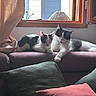animal, black_and_white, cat, couch, cozy, curtain, domestic, feline, furniture, indoor, natural_light, paw, pet, pillow, relaxing, resting, sleepy, soft, two_cats, window