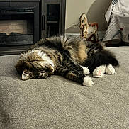 Pumpkin joined the competition — help win amazing prizes! animal, cat, claws, cozy, fireplace, floor, furniture, furry, gray_surface, home_decor, indoor, pet, relaxing, resting, rocking_horse, sleeping, tabby, tail, whiskers, white_paws