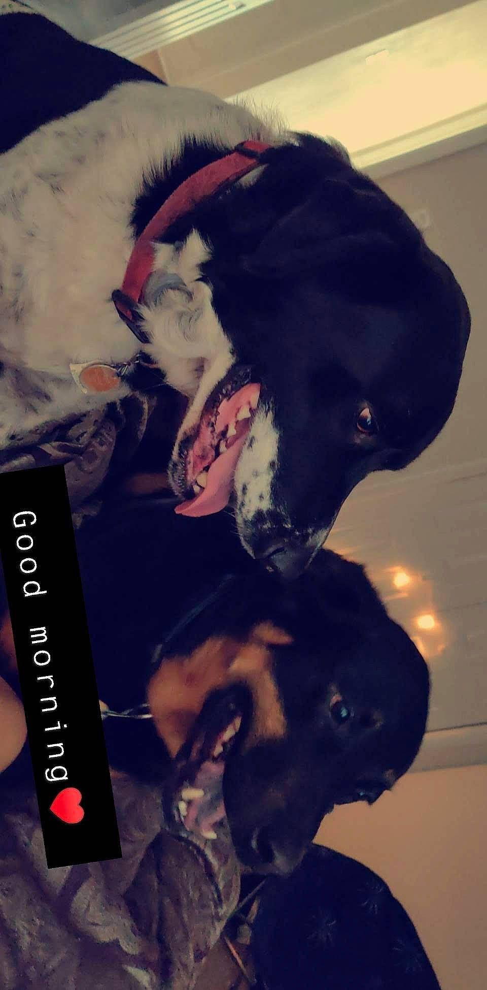 Bow joined the competition — help win amazing prizes! canidae, carnivore, dog, dog_breed, ear, fur, great_dane, guard_dog, jaw, non_sporting_group, puppy, snout, sporting_group