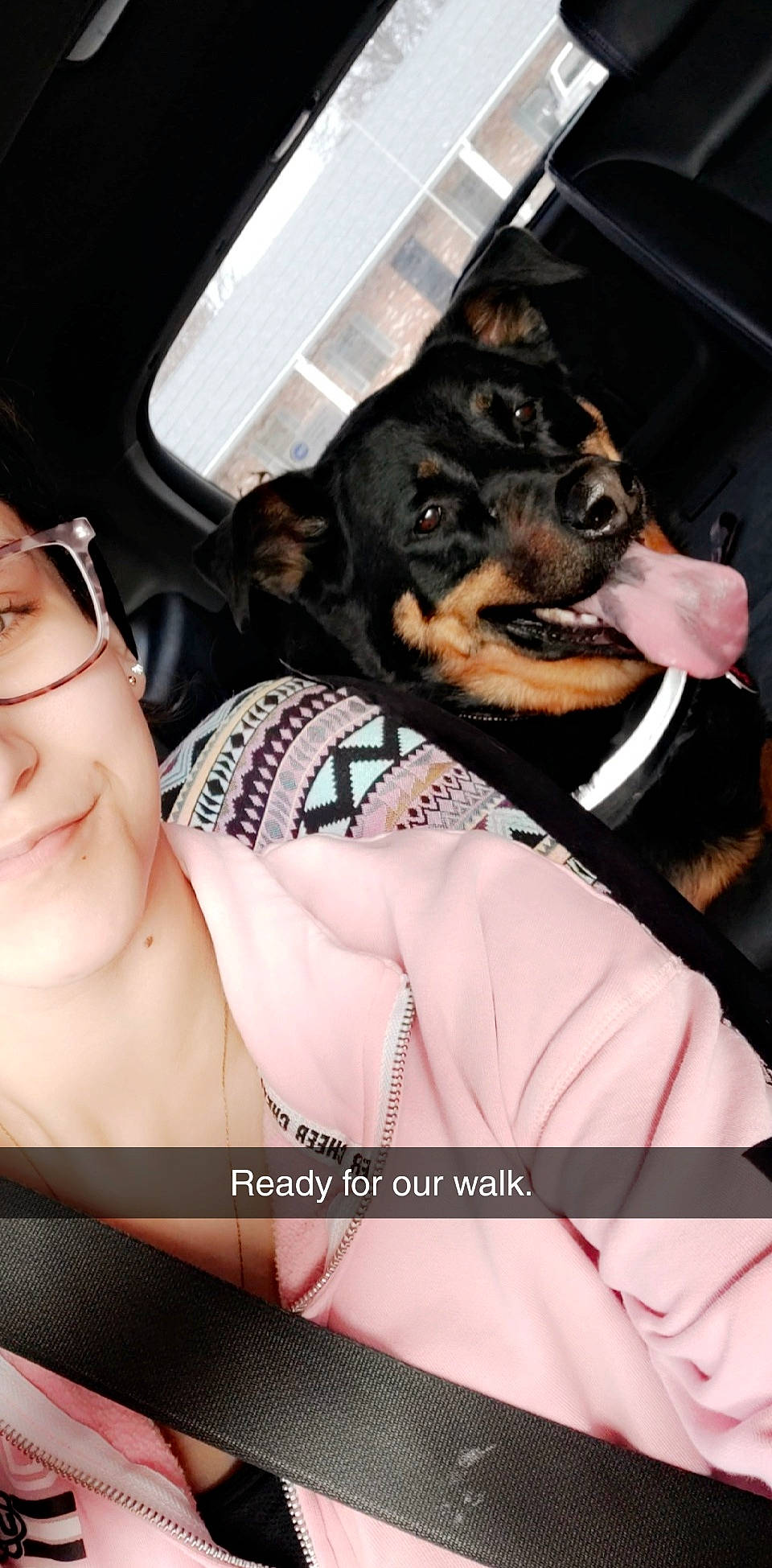 Bow is registered to the contest to win money with this photo: canidae, carnivore, companion_dog, dobermann, dog, dog_breed, guard_dog, miniature_pinscher, pinscher, prazsky_krysarik, puppy, toy_dog