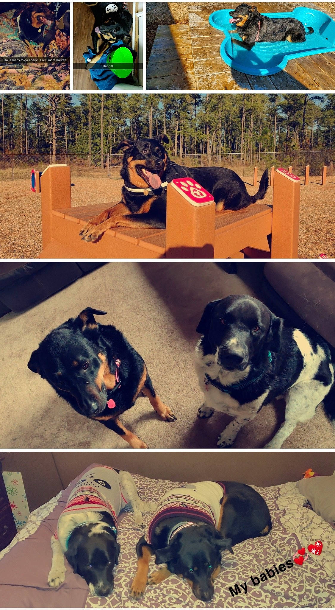 Bow is registered to the contest to win money with this photo: canidae, carnivore, collage, dog, dog_breed, puppy, rottweiler, sporting_group, working_dog