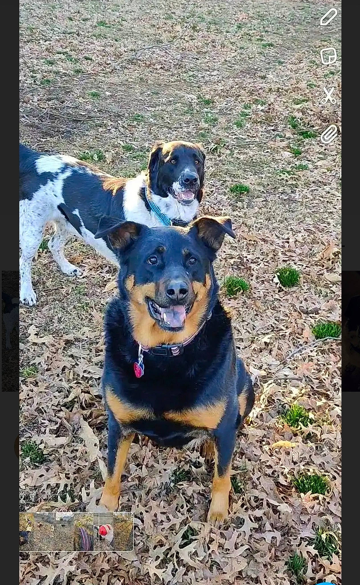 Bow is registered to the contest to win money with this photo: black_and_tan_terrier, canidae, carlin_pinscher, carnivore, dog, dog_breed, huntaway, lancashire_heeler, mammal, miniature_pinscher, rottweiler, vertebrate, working_dog