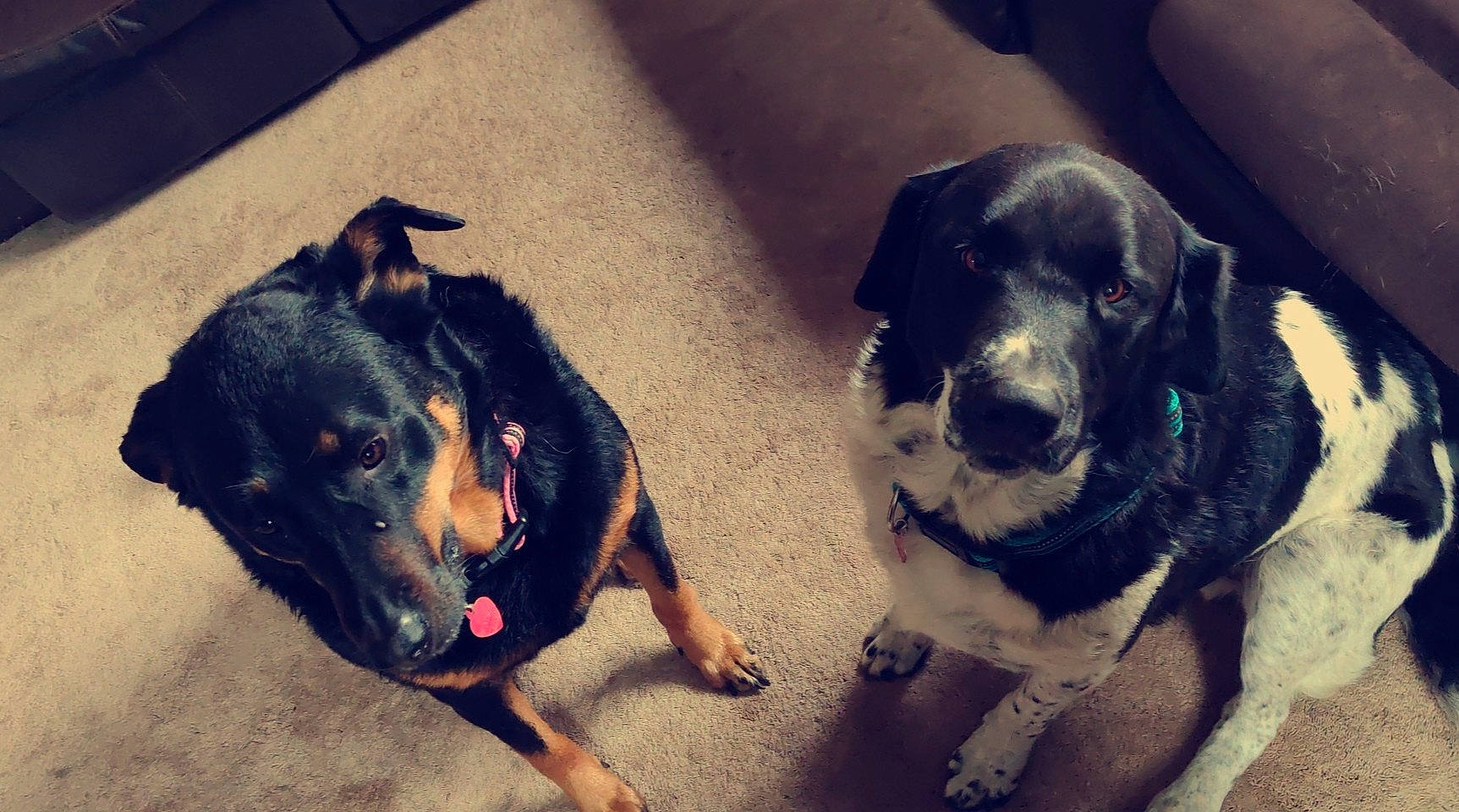 Wahgs joined the competition — help win amazing prizes! canidae, carnivore, dog, dog_breed, ear, huntaway, mammal, puppy_love, rottweiler, snout, sporting_group, vertebrate, working_dog