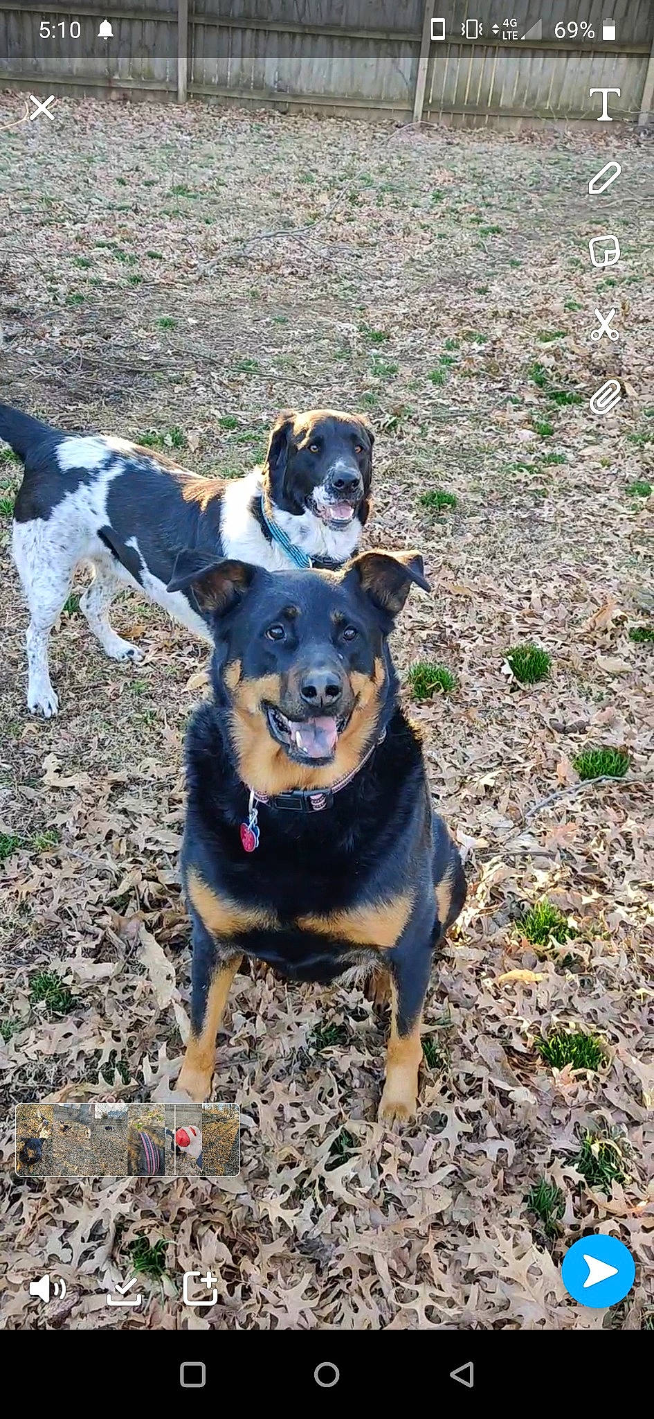 Wahgs joined the competition — help win amazing prizes! appenzeller_sennenhund, australian_kelpie, black_and_tan_terrier, canidae, carnivore, dog, dog_breed, entlebucher_mountain_dog, herding_dog, huntaway, hunting_dog, lancashire_heeler, mammal, miniature_pinscher, rottweiler, texas_heeler, vertebrate, working_dog