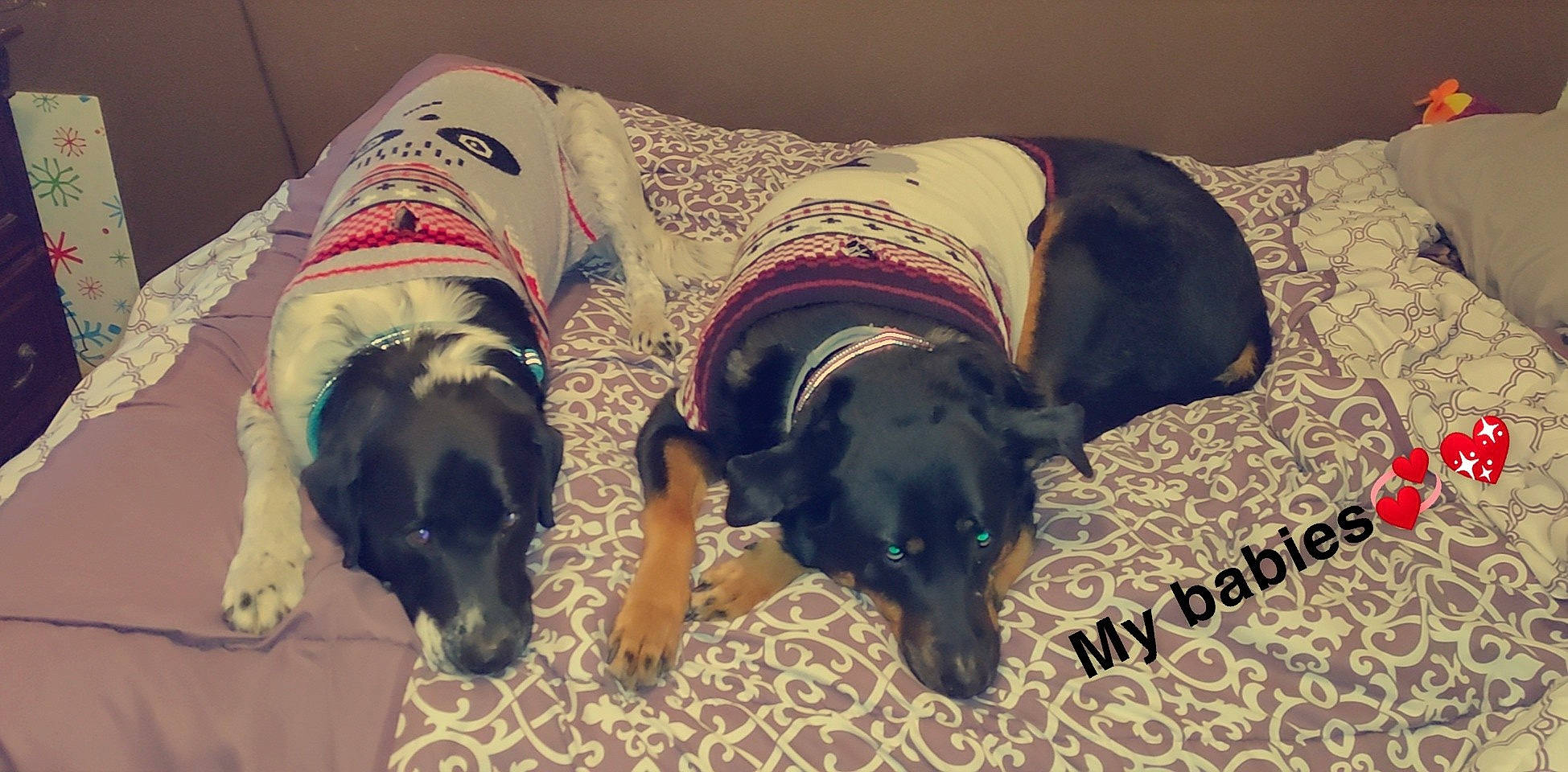 Wahgs is registered to the contest to win money with this photo: canidae, carnivore, dachshund, dog, dog_breed, puppy, snout, sporting_group