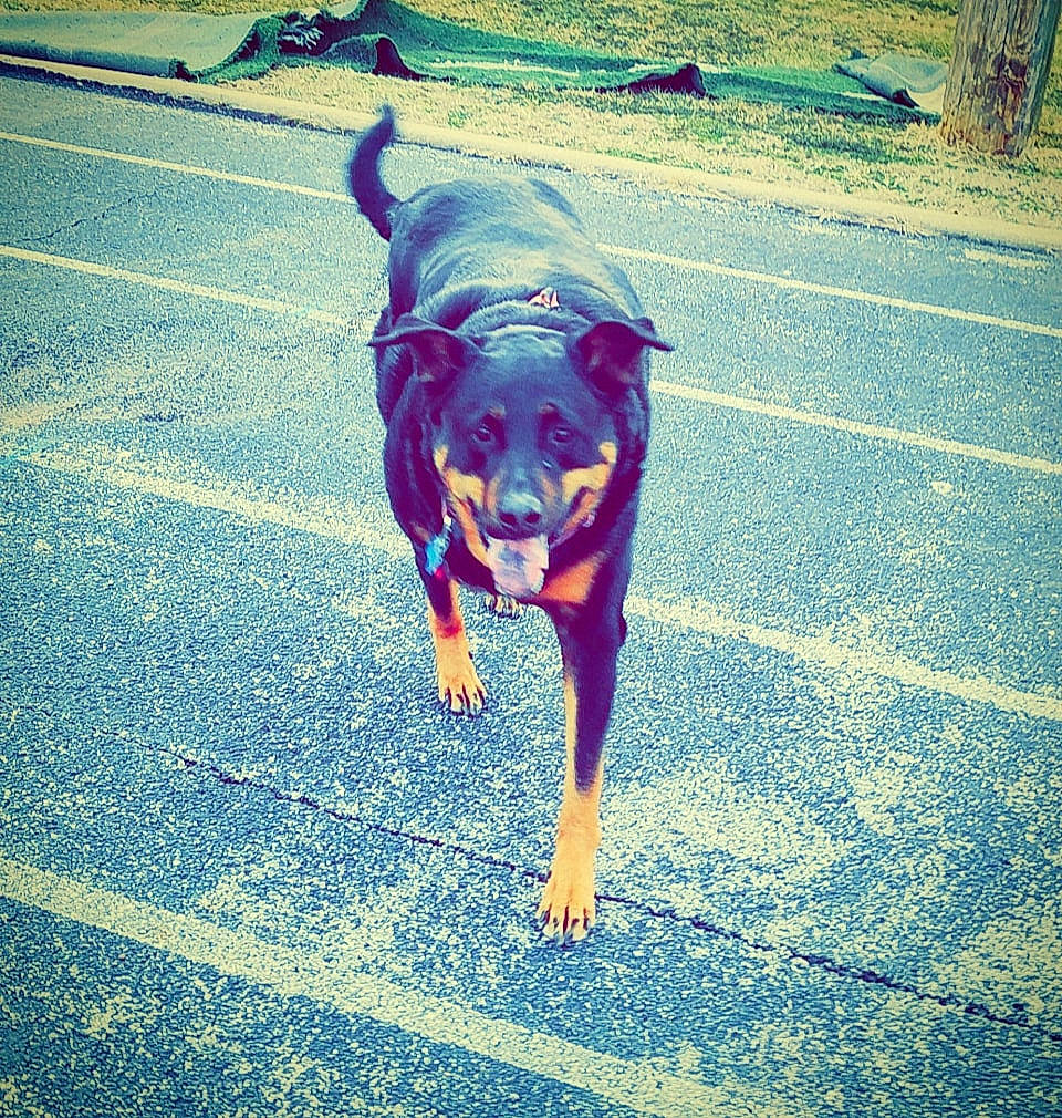 Bow-tie is registered to the contest to win money with this photo: canidae, carnivore, dog, dog_breed, fawn, guard_dog, shadow, sporting_group, street_dog, tail, working_dog