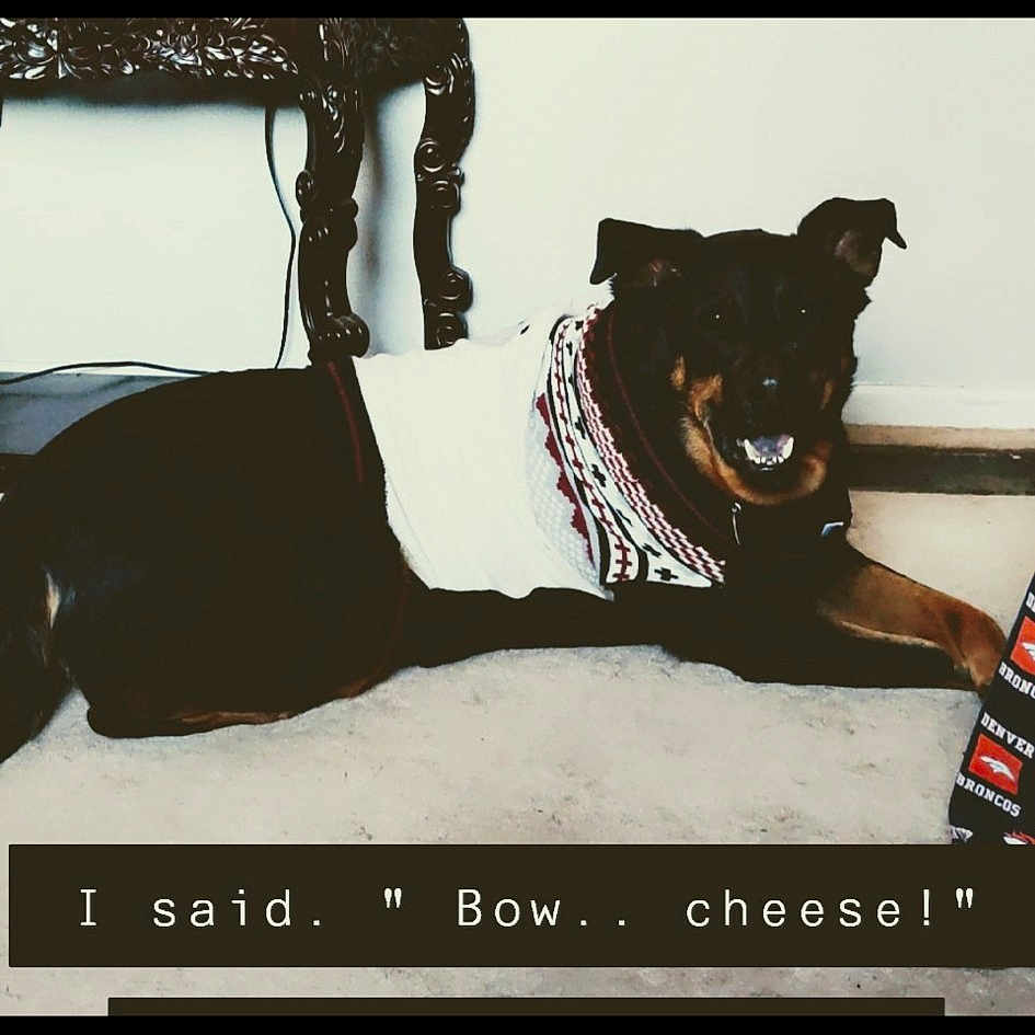 Bow-tie is registered to the contest to win money with this photo: canidae, carnivore, companion_dog, dobermann, dog, dog_breed, font, guard_dog, photo_caption, photography, rottweiler