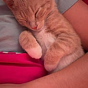 Archie is registered to the contest to win money with this photo: adorable, animal, arm, cat, closeup, comfort, cozy, cute, feline, fur, ginger_cat, human, indoor, kitten, nap, pet, resting, sleeping, soft_light, tucked_paws