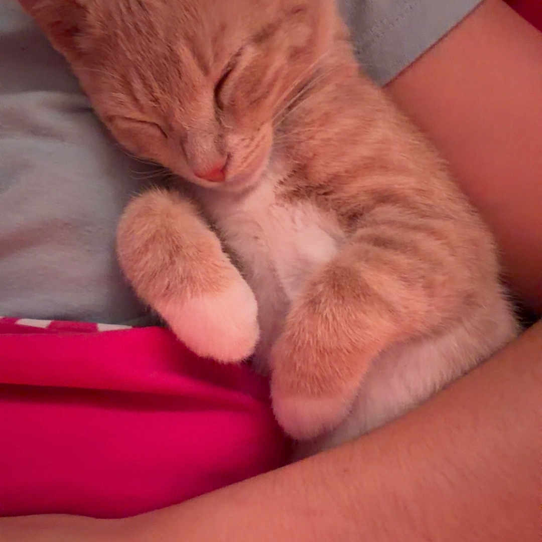 Archie is registered to the contest to win money with this photo: adorable, animal, arm, cat, closeup, comfort, cozy, cute, feline, fur, ginger_cat, human, indoor, kitten, nap, pet, resting, sleeping, soft_light, tucked_paws