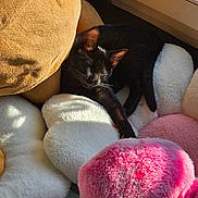 Lucie participe au concours pour gagner de l'argent avec cette photo : animal, black_cat, cat, comfort, cozy, cute, flower_shaped_pillows, fluffy_pillows, home, indoor, pet, pink_pillow, relaxation, resting, sleeping, soft_texture, sunlight, white_pillow, window, yellow_pillow