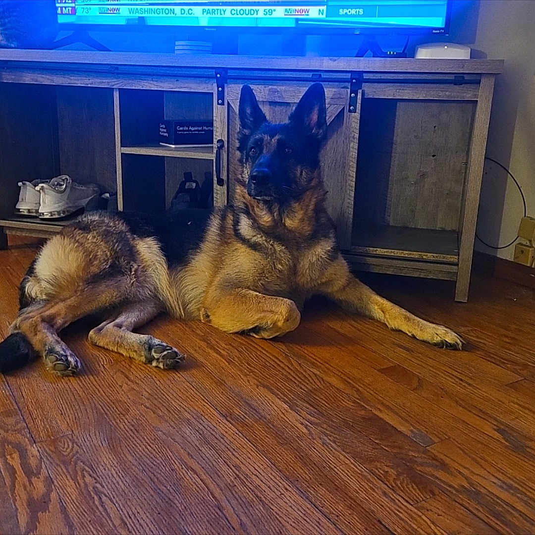 Mia joined the competition — help win amazing prizes! animal, canine, cat, computerhardware, dog, electronics, entertainmentcenter, germanshepherd, hardware, hardwood, indoors, interiordesign, monitor, pet, policedog, puppy, screen, stainedwood, tv, wood
