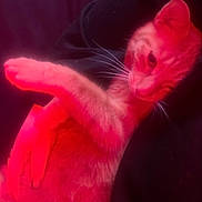 Jack joined the competition — help win amazing prizes! cat, feline, whiskers, paw, human_hand, cuddle, fur, red_light, pink_tint, low_light, blurry, soft_focus, indoor, cozy, pet, portrait, closeup, relaxed, sofa, sleeve