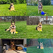 Sophie joined the competition — help win amazing prizes! dog, german_shepherd, grass, toy, tennis_ball, outdoor, indoor, bed, pillow, fence, happy, tongue_out, pet, animal, playful, nature, greenery, collage, smiling, resting