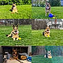 dog, german_shepherd, grass, toy, tennis_ball, outdoor, indoor, bed, pillow, fence, happy, tongue_out, pet, animal, playful, nature, greenery, collage, smiling, resting