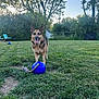 Sophie joined the competition — help win amazing prizes! dog, german_shepherd, grass, outdoor, ball, toy, tree, fence, sunlight, pet, canine, playful, tongue_out, greenery, yard, summer, nature, animal, happy, domestic
