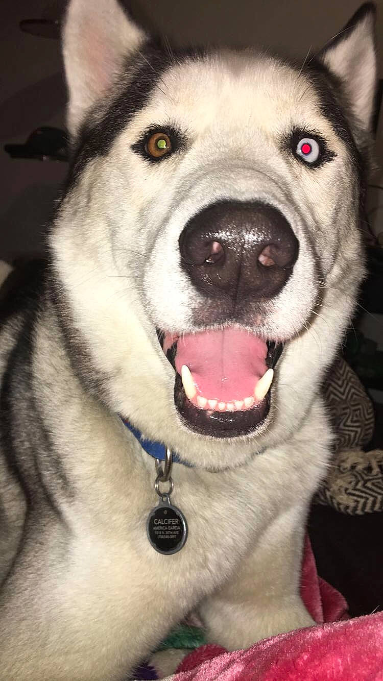 Calcifer joined the competition — help win amazing prizes! alaskan_malamute, ancient_dog_breeds, canadian_eskimo_dog, canidae, carnivore, dog, dog_breed, jaw, labrador_husky, mammal, mouth, norwegian_elkhound, nose, rare_breed_dog, sakhalin_husky, siberian_husky, sled_dog, snout, vertebrate, wolfdog