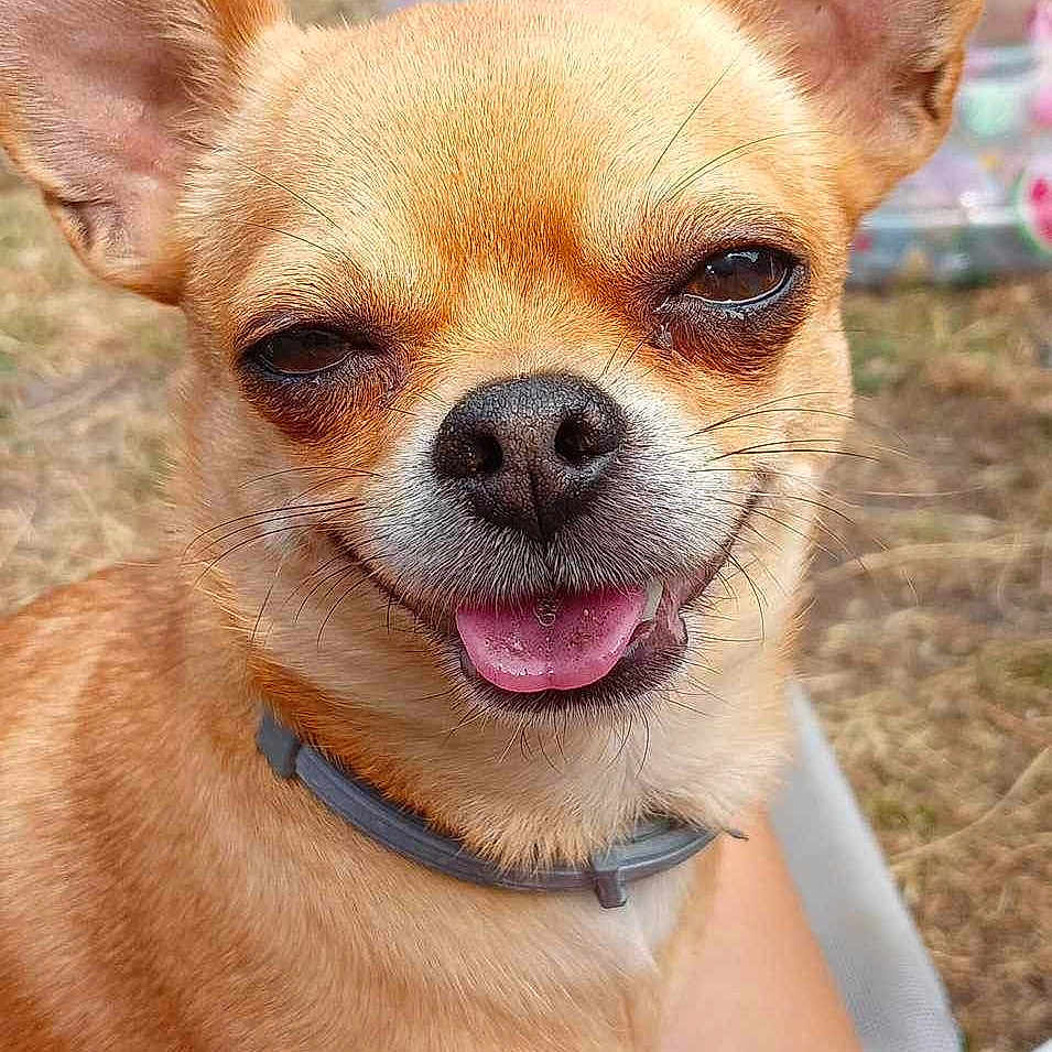 Flocon participe au concours pour gagner de l'argent avec cette photo : animal, bodypart, canine, chihuahua, cockerspaniel, dog, grass, mouth, papillon, person, pet, plant, puppy, teeth, whitedog