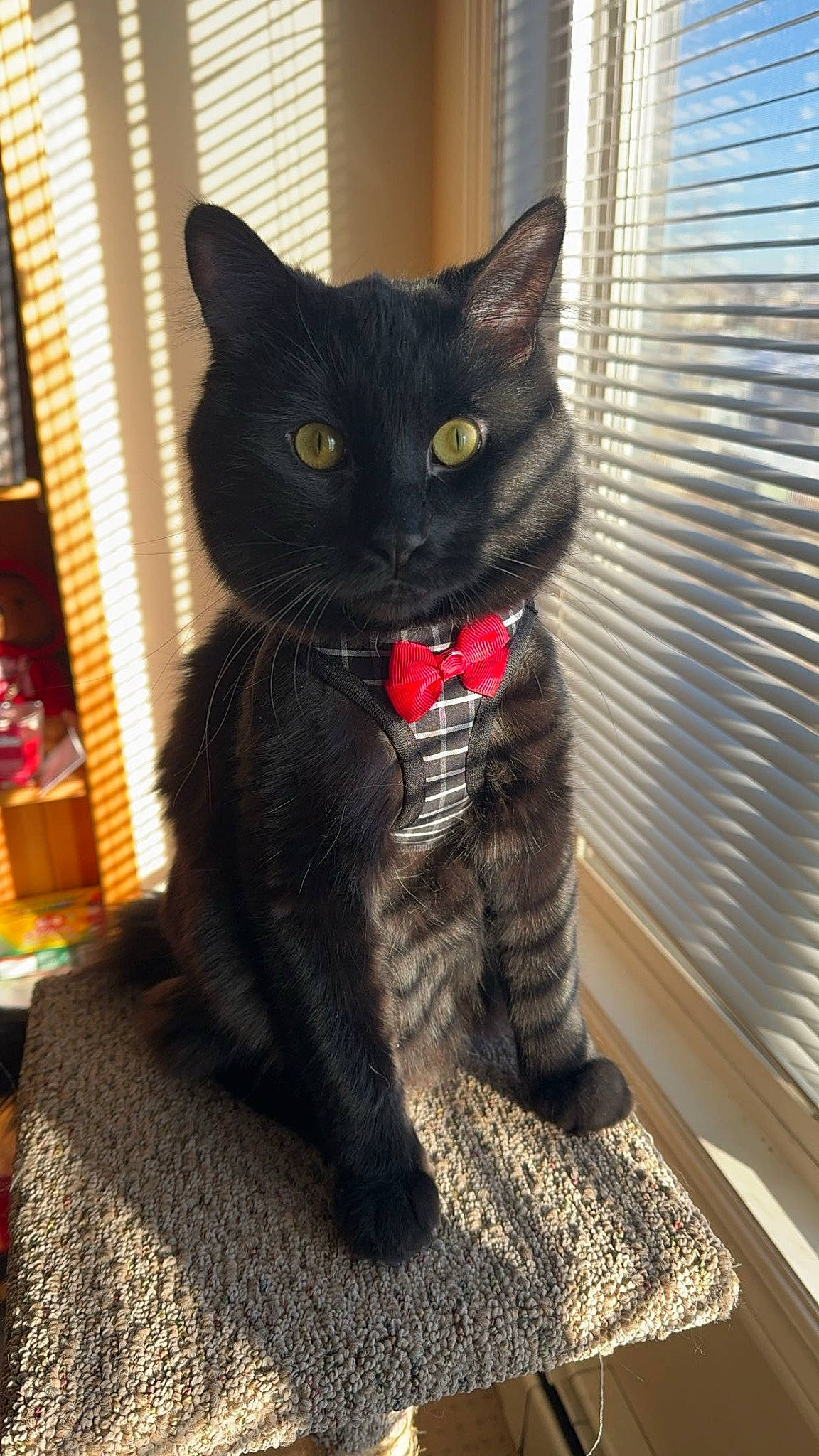 Hector joined the competition — help win amazing prizes! black_cat, bombay, carnivore, cat, cat_furniture, cat_supply, comfort, domestic_short_haired_cat, felidae, fur, paw, pet_supply, sitting, small_to_medium_sized_cats, snout, tail, terrestrial_animal, whiskers, window, window_blind