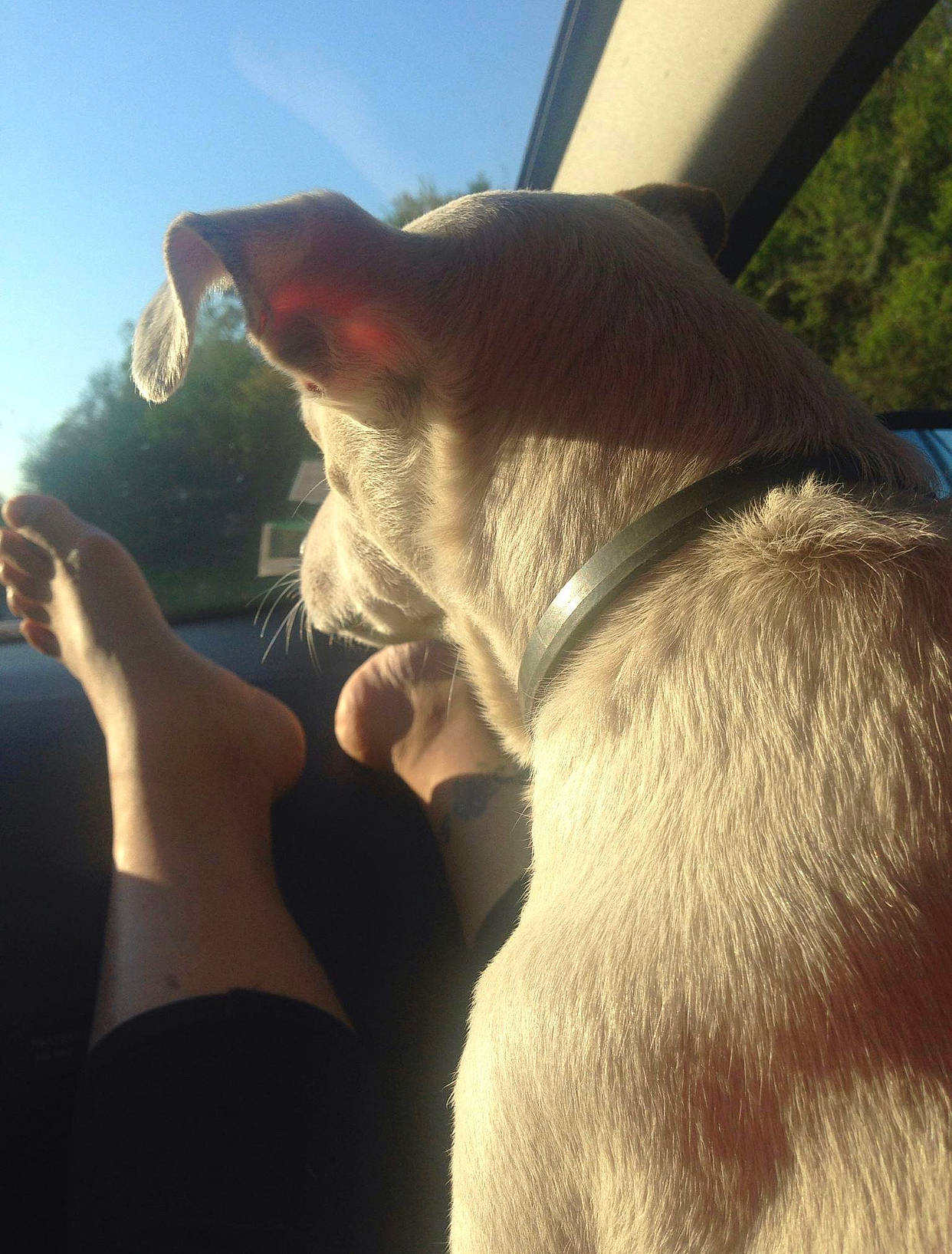 Khanya a rejoint le concours — aidez-le/la à gagner de superbes lots ! carnivore, collar, companion_dog, dog, dog_breed, dog_collar, eyewear, fawn, finger, gesture, hand, happy, hat, mammal, sky, snout, sunlight, tail, vertebrate, working_animal