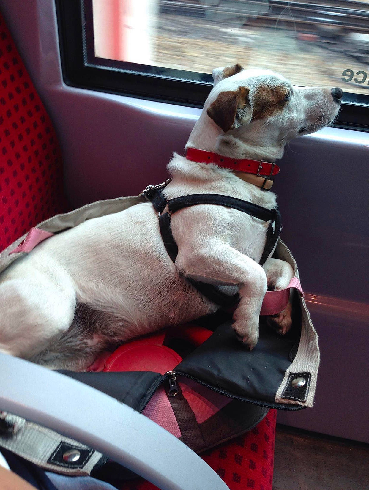 Khanya participe au concours pour gagner de l'argent avec cette photo : auto_part, automotive_design, car_seat_cover, carnivore, collar, comfort, companion_dog, dog, dog_breed, dog_collar, dog_supply, eyewear, fawn, motor_vehicle, pet_supply, snout, vehicle, white, window, working_animal