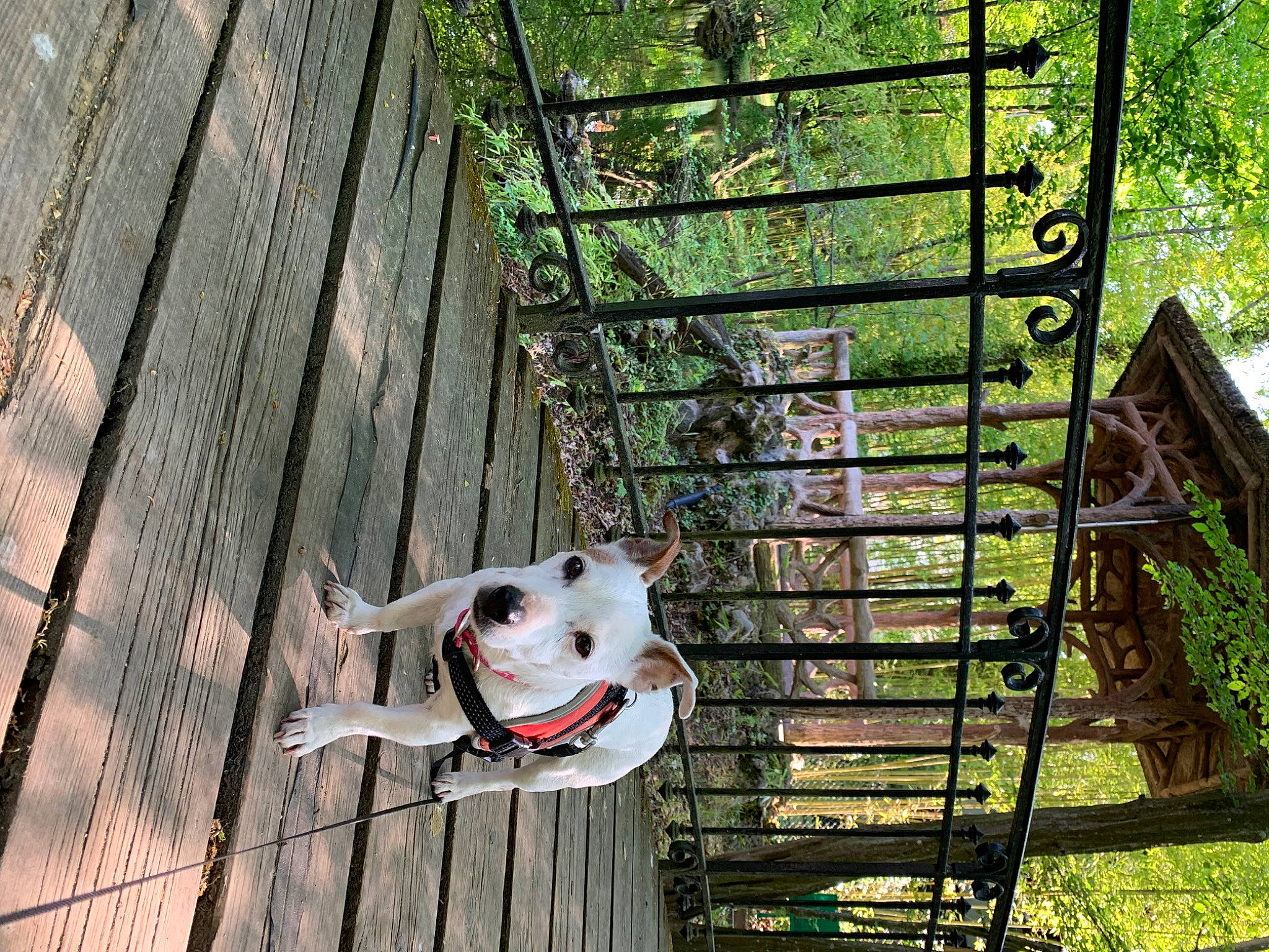 Khanya participe au concours pour gagner de l'argent avec cette photo : building, carnivore, collar, companion_dog, dog, dog_breed, fawn, grass, green, house, ladder, leisure, line, plant, snout, stairs, tree, window, wood, working_animal