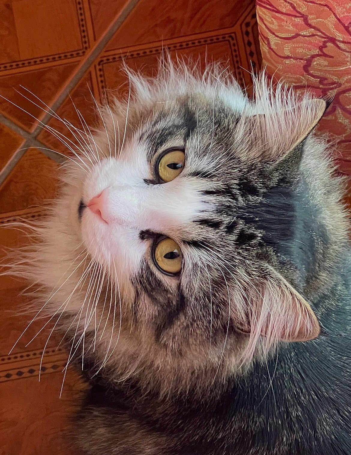 Minou a rejoint le concours — aidez-le/la à gagner de superbes lots ! cat, fluffy, whiskers, golden_eyes, indoor, close_up, curious, fur, pet, animal, tabby, face, looking_up, cute, domestic, feline, texture, patterned_background, floor_tiles, relaxed