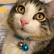 Minou a rejoint le concours — aidez-le/la à gagner de superbes lots ! cat, close_up, yellow_eyes, pink_nose, blue_collar, bells, fur, whiskers, indoor, pet, domestic_animal, curious, face, portrait, tabby, white_fur, striped_fur, bed, blanket, cozy