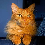 Milo participe au concours pour gagner de l'argent avec cette photo : abyssinian, angora, animal, cat, citrusfruit, food, fruit, hardwood, kitten, manx, orange, pet, plant, produce, stainedwood, wood