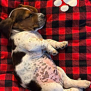 Remy is registered to the contest to win money with this photo: puppy, dog, sleeping, blanket, red, black, checkered, paw_print, cute, fur, spots, relaxed, pet, animal, domestic_animal, resting, cozy, lying_down, young, indoors
