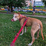 Macy joined the competition — help win amazing prizes! dog, leash, grass, park, urban, people, trees, sidewalk, building, street, daylight, walking, nature, pet, canine, outdoor, red_leash, greenery, city, playful