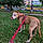 Macy