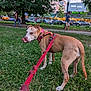 dog, leash, grass, park, urban, people, trees, sidewalk, building, street, daylight, walking, nature, pet, canine, outdoor, red_leash, greenery, city, playful