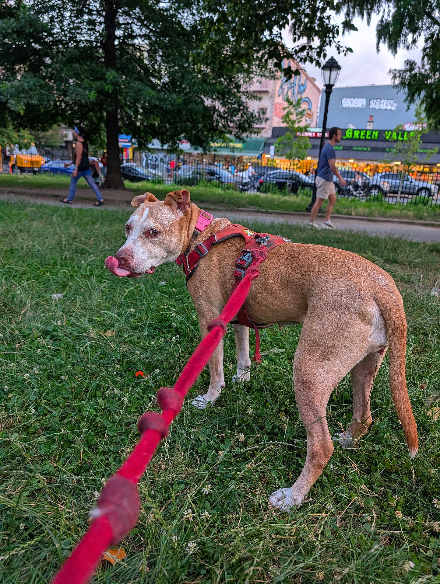 Macy