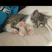 Pilou participe au concours pour gagner de l'argent avec cette photo : kitten, cat, paw_pads, relaxed, blanket, soft_texture, indoor, resting, cute, animal, feline, pet, young, fur, whiskers, ears, sleepy, cozy, closeup, pink_paws