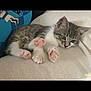 kitten, cat, paw_pads, relaxed, blanket, soft_texture, indoor, resting, cute, animal, feline, pet, young, fur, whiskers, ears, sleepy, cozy, closeup, pink_paws