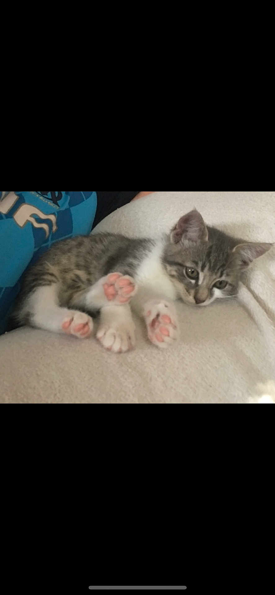 Pilou participe au concours pour gagner de l'argent avec cette photo : kitten, cat, paw_pads, relaxed, blanket, soft_texture, indoor, resting, cute, animal, feline, pet, young, fur, whiskers, ears, sleepy, cozy, closeup, pink_paws