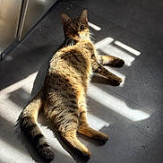 Zina participe au concours pour gagner de l'argent avec cette photo : cat, tabby, pet, animal, indoor, floor, sunlight, shadow, relaxed, lying_down, whiskers, tail, ears, eyes, striped, fur, home, cozy, quiet, daylight