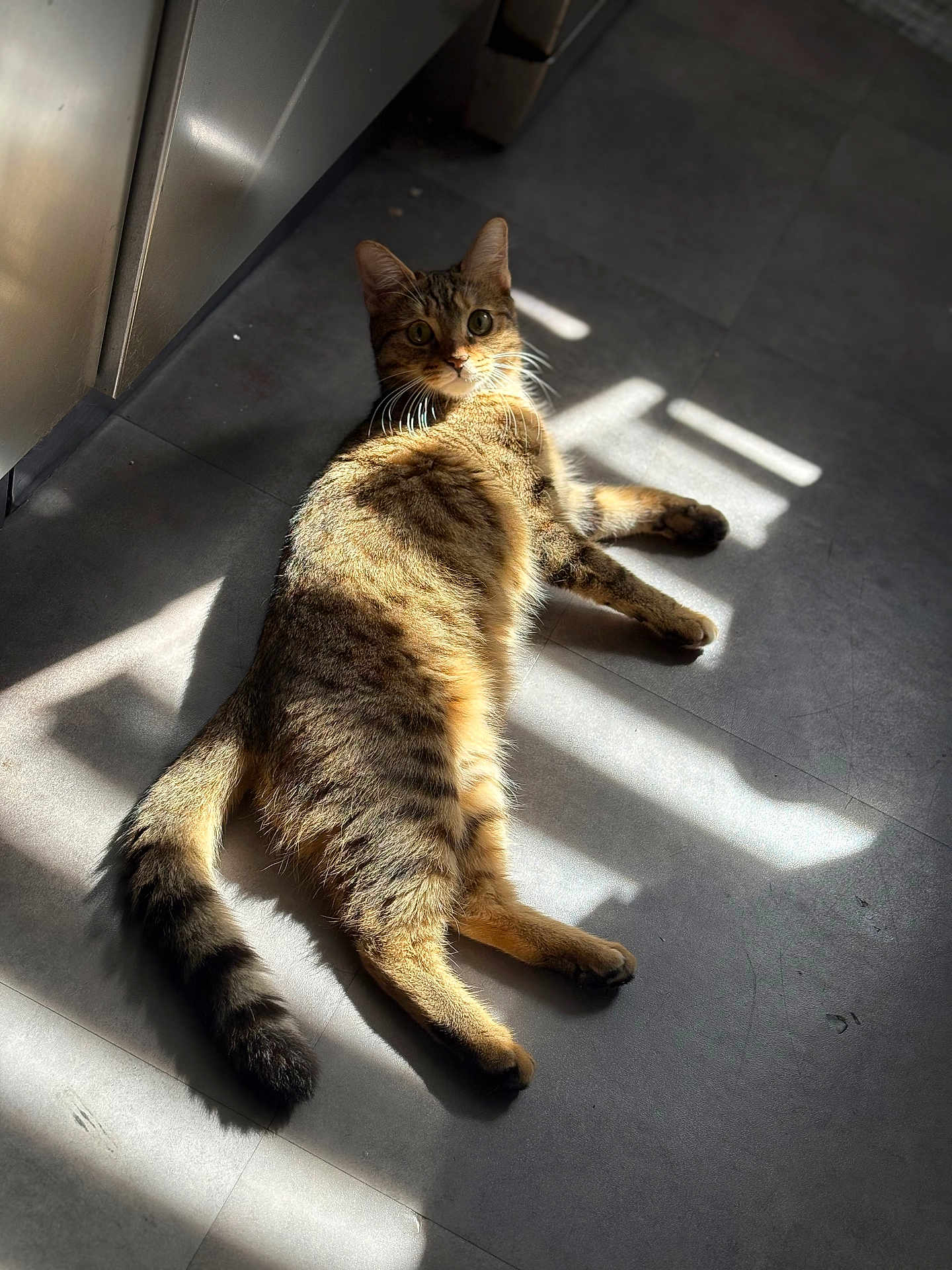 Zina participe au concours pour gagner de l'argent avec cette photo : cat, tabby, pet, animal, indoor, floor, sunlight, shadow, relaxed, lying_down, whiskers, tail, ears, eyes, striped, fur, home, cozy, quiet, daylight