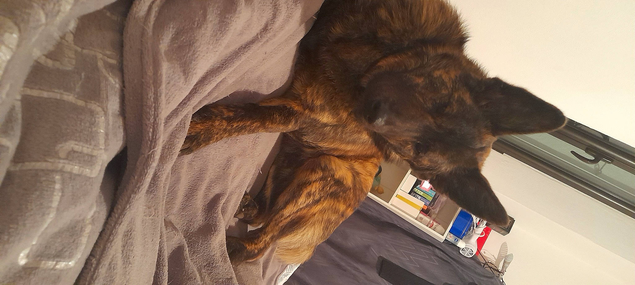 Zeus participe au concours pour gagner de l'argent avec cette photo : bed, brown, canidae, carnivore, claw, comfort, companion_dog, dog_breed, domestic_short_haired_cat, felidae, fur, liver, nap, paw, small_to_medium_sized_cats, sporting_group, tail, whiskers, wood