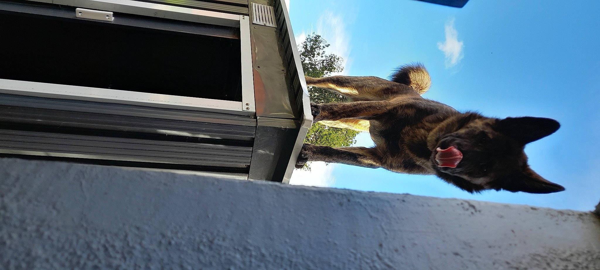 Zeus participe au concours pour gagner de l'argent avec cette photo : automotive_exterior, automotive_tire, bumper, cloud, dog_breed, fawn, felidae, hood, plant, sky, small_to_medium_sized_cats, snout, tail, tints_and_shades, tree, vehicle_door, window, windshield, wood, working_animal