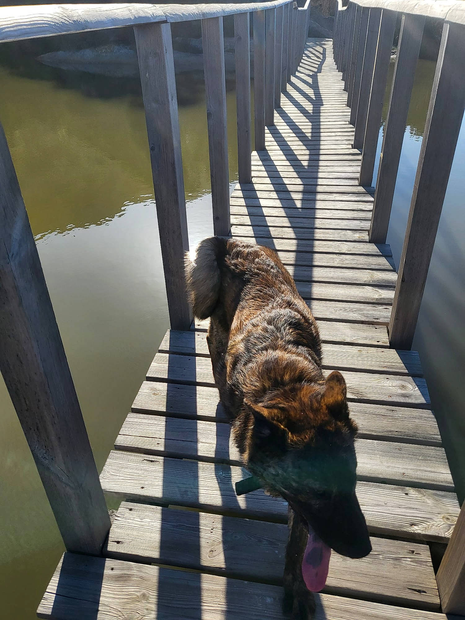 Zeus participe au concours pour gagner de l'argent avec cette photo : carnivore, collar, companion_dog, dog, dog_breed, fawn, felidae, fence, handrail, leash, liver, metal, pet_supply, shadow, snout, tail, water, water_dog, wood, working_animal